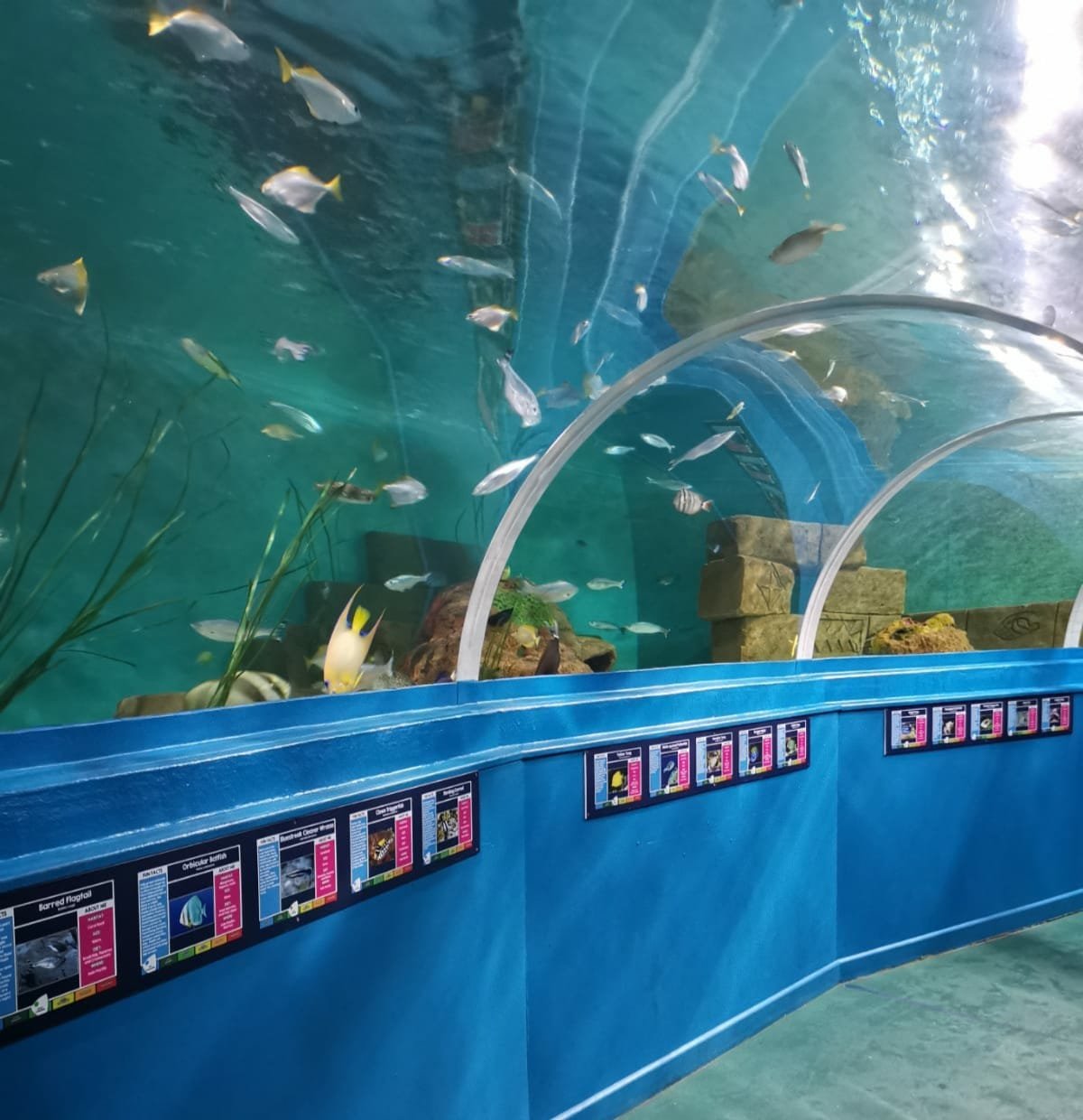 🐠 블루 리프 수족관 포츠머스 (블루 리프 아쿠아리움 포츠머스)